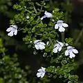 Prostanthera cuneata