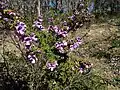 Prostanthera decussata v přirozeném prostředí světlého lesa