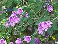 Prostanthera ovalifolia