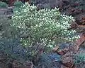 Prostanthera striatiflora – celkový habitus