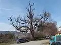 Pamětní strom Lípa na Malenisku