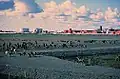 Stáda polárních sobů karibu v Prudhoe Bay
