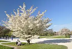 Bohatě bíle kvetoucí stromek v parku