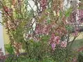 Amygdalus nana