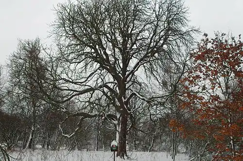 v lednu 2015