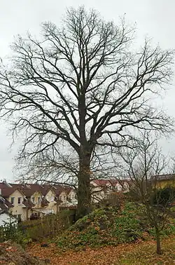 Majvalův Dub
