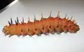 Housenka martináče Pseudantheraea discrepans