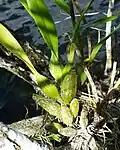Pahlízy druhu Encyclia chimborazoensis (Orchidaceae).