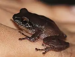 Tmavá žába na ruce člověka