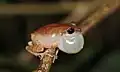 kuňkající pouchalka Pseudophilautus wynaadensis