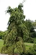 douglaska tisolistá (Pseudotsuga menziesii 'Pendula')