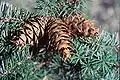 Douglaska (Pseudotsuga menziesii)