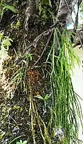 Epifytní prutovka Psilotum complanatum