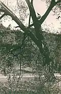 Ptačí hrádek (J. Seidel 1920)