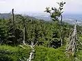 Vegetace ve vrcholové části Ptačích kup