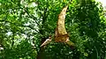 Pteranodon, DinoPark Bratislava