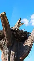 Pteranodon mládě, DinoPark Ostrava
