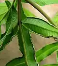 Rub listu Pteris hillebrandii