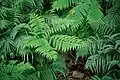 Křídelnice Pteris wallichiana