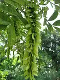 Okřídlené plody lapiny úzkokřídlé (Pterocarya stenoptera)