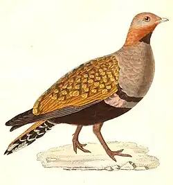 Samec (1838)