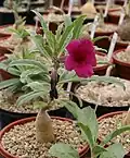 Kvetoucí sukulent Pterodiscus speciosus