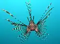 Perutýn ohnivý Pterois volitans
