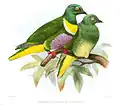 Párek holubů rousných (Ptilinopus solomonensis)