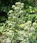 Bodlinatec (Ptilostemon afer)