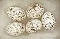 Vejce břehule skalní (Ptyonoprogne rupestris)