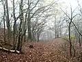 Cesta mezi starými lomy na vrcholu Puchavce
