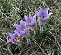 Koniklec velkokvětý (Pulsatilla grandis)[11]