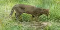 jaguarundi ze Zoo Praha
