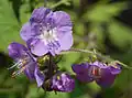 Podčeleď Hydrophylloideae: svazenka Phacelia bipinnatifida