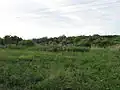 Keře na břehu