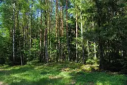 Porost borovice