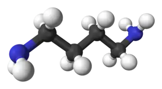 Kalotový model