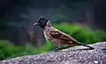 Fauna žijící poblíž: bulbul šupinkový
