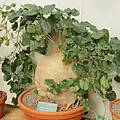 Neobvyklý zástupce Pyrenacantha malvifolia
