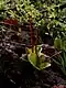 Pyrola media