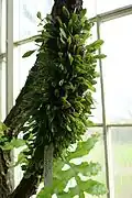 Pyrrosia microphyllum