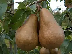 Boscova lahvice