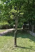 Hrušeň po silném zmlazovacím řezu provedeném (neobvykle) po odkvětu.