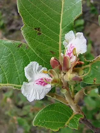 Nuzar Qualea dichotoma