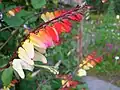 Povijnice laločnatá (Ipomoea lobata)