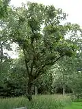 Dub zubatý - celkový pohled