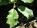 Listy dubu portugalského