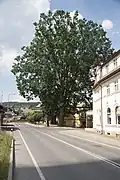 Dub letní v Jablonci nad Jizerou