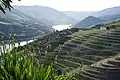 Douro v obci Quinta Nova