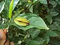 Plod Q. malabarica (syn. Combretum malabaricum)